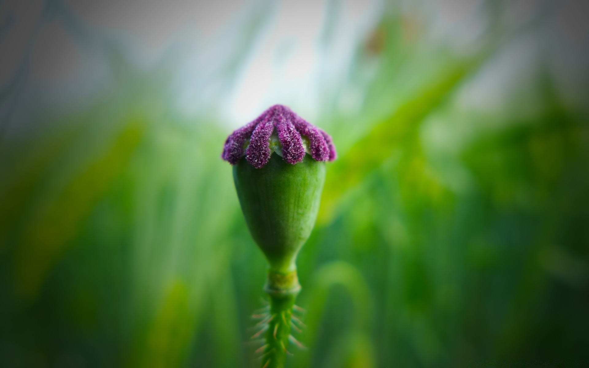 macro nature flou fleur feuille croissance jardin flore à l extérieur herbe été dof pluie