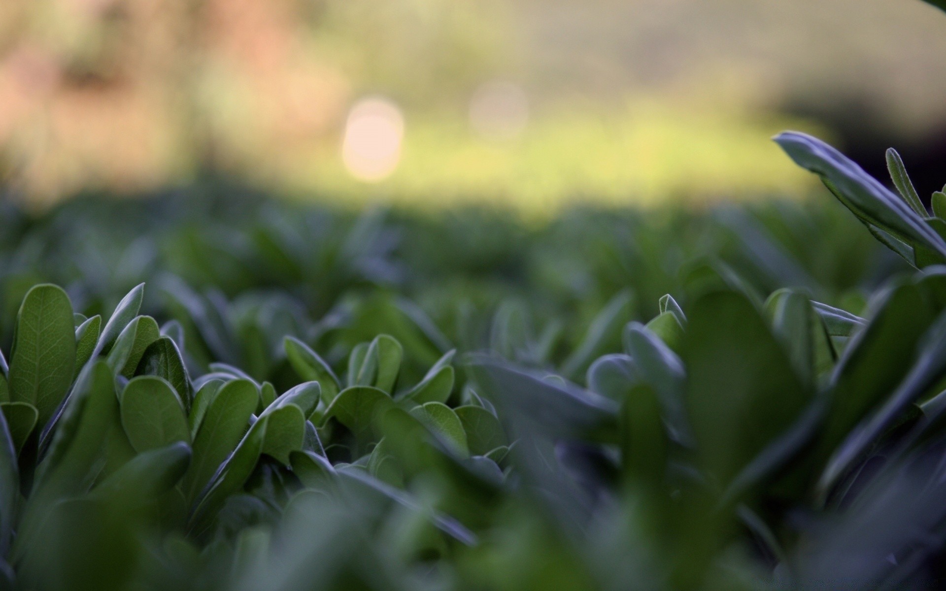 makro fotoğrafçılığı flora bahçe yaprak doğa çiçek büyüme renk alan dof çimen yakın çekim yemek bulanıklık çiftlik yaz