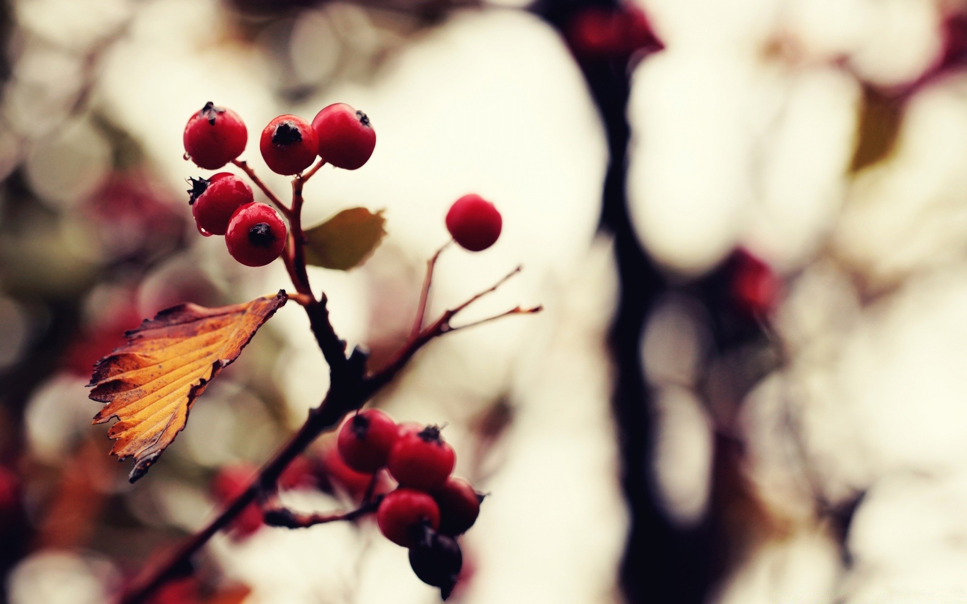 makroaufnahme natur unschärfe winter blume im freien blatt farbe baum