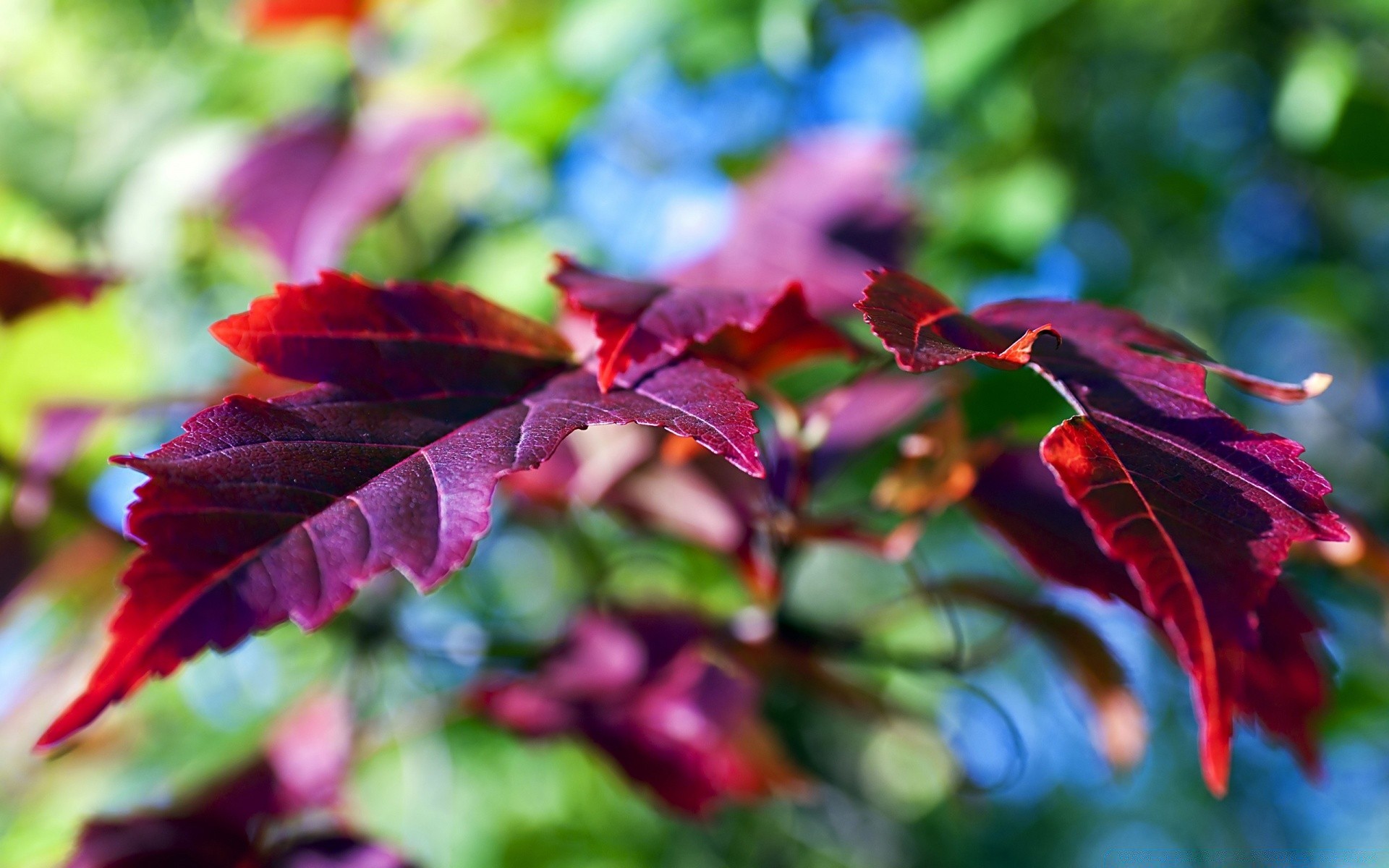 makro liść natura jesień flora ogród kolor drzewo jasne na zewnątrz sezon lato zbliżenie piękny kwiat pulpit klon wzrost