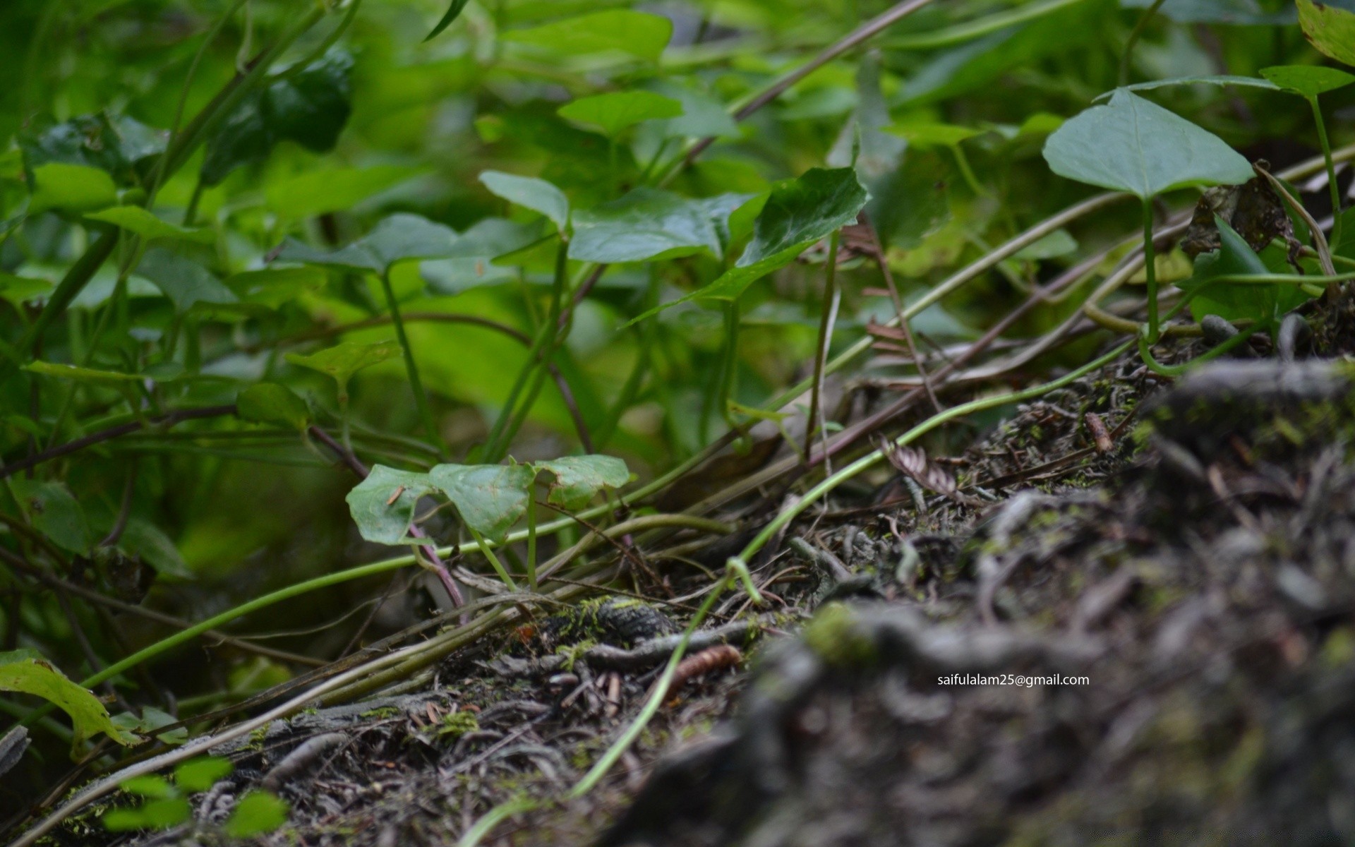 makro liść natura flora środowisko ogród zbliżenie wzrost ziemia na zewnątrz trawa mało kiełkować gleba drzewo jedzenie kuliste obok deszcz kolor ekologia