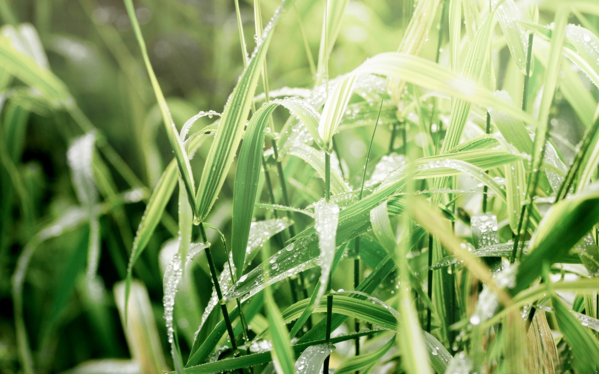 makro flora wzrost liść trawa rolnictwo gospodarstwo natura pole ogród środowisko zbliżenie bujny lato pastwisko jedzenie sezon świeżość trawnik wiejski