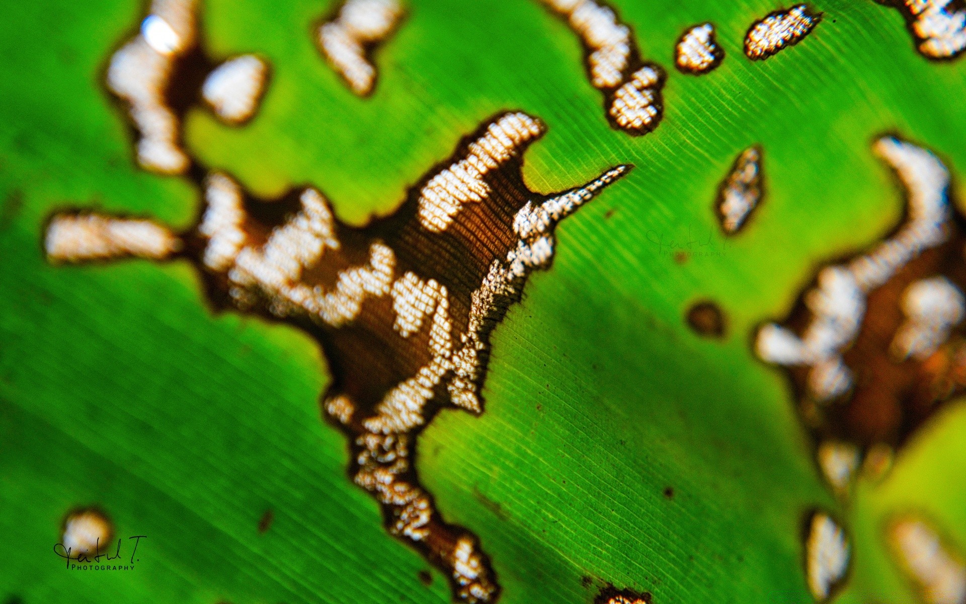 makroaufnahme natur desktop blatt schließen tier flora farbe