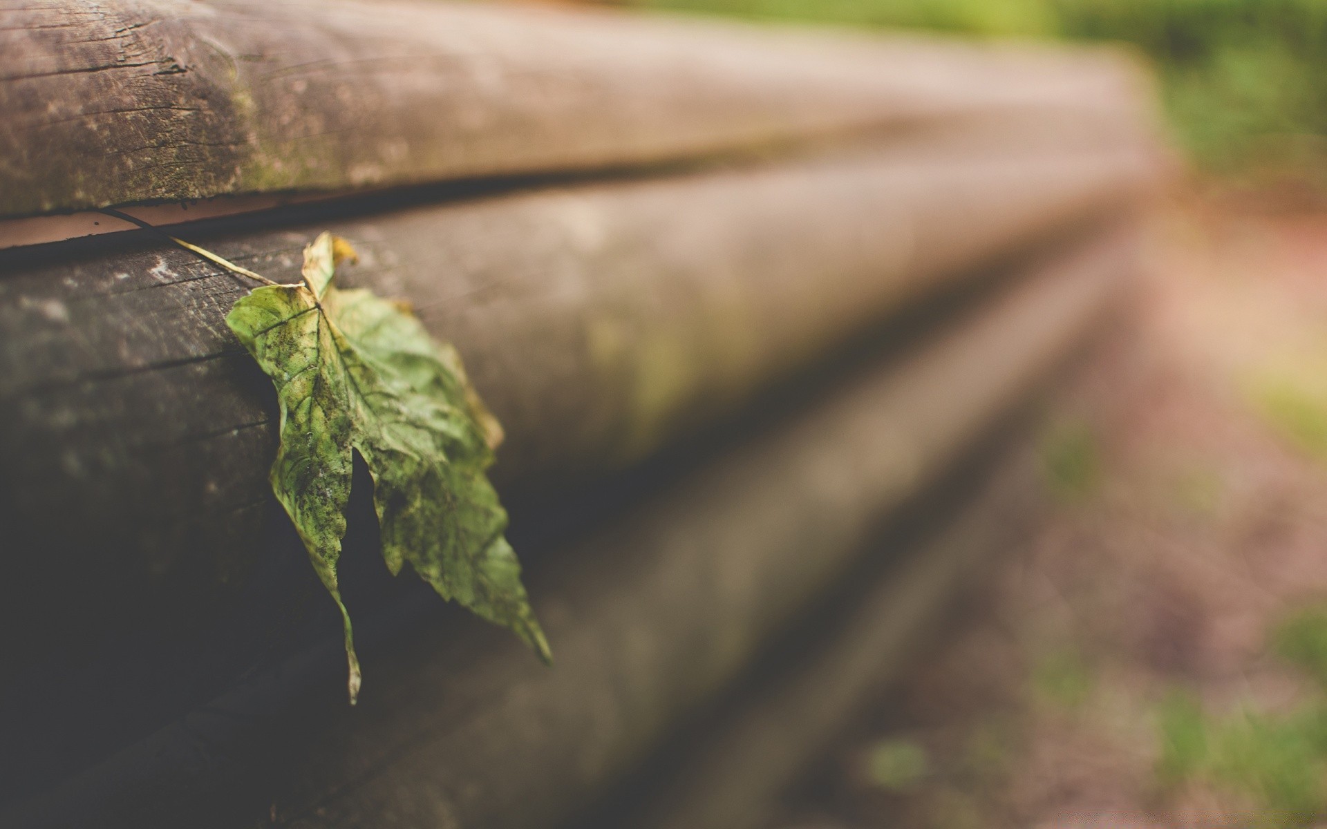 makroaufnahme blatt natur im freien holz unschärfe tageslicht holz wasser umwelt insekt regen licht wirbellose herbst