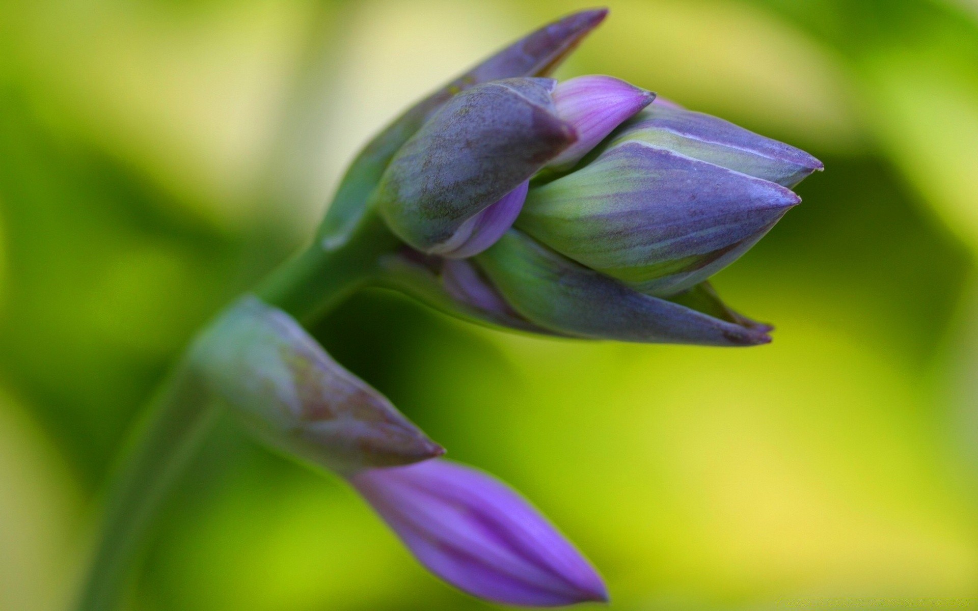 macro nature flower leaf flora blur garden summer outdoors growth color