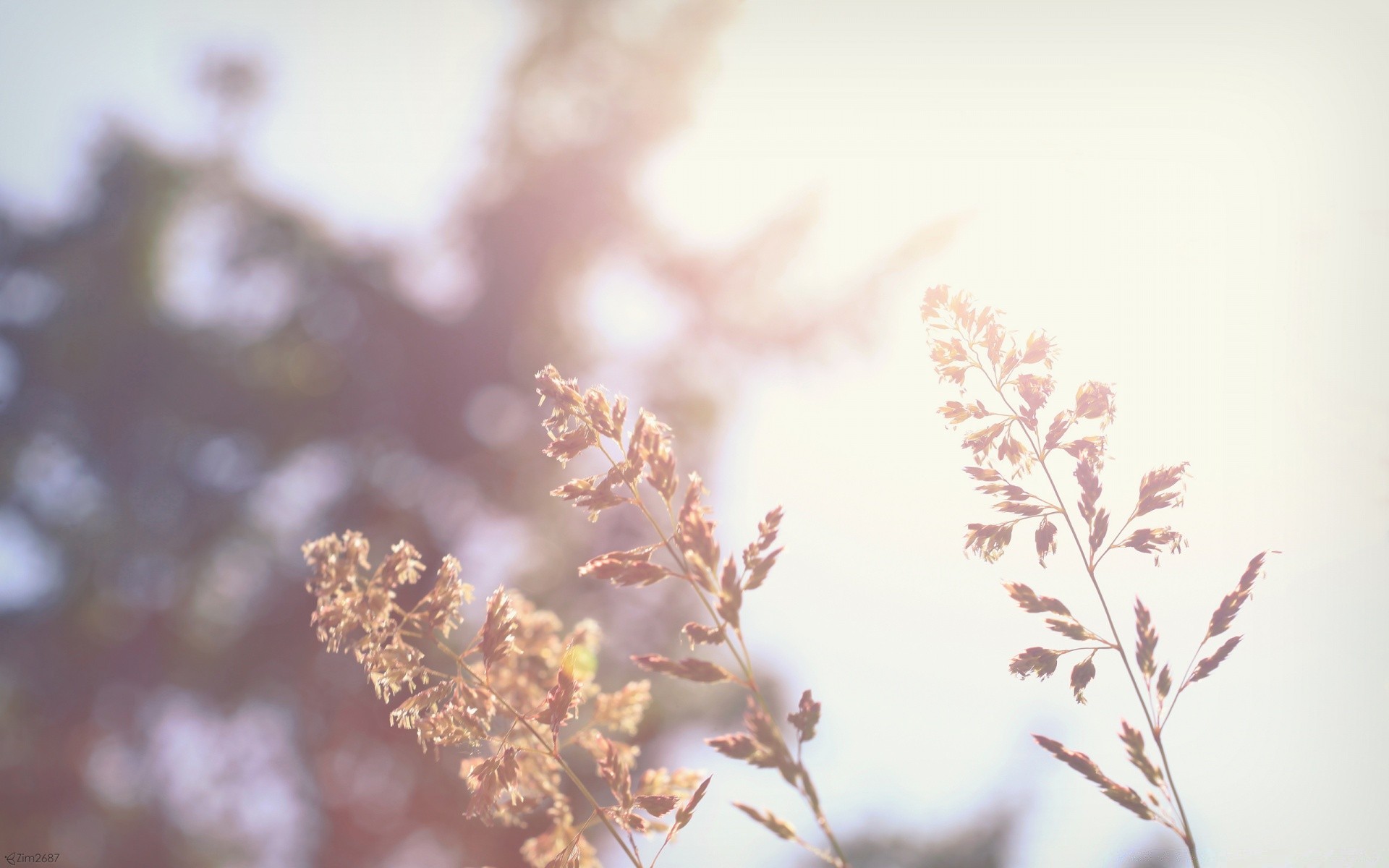 macro leaf flower nature tree flora branch fall winter season outdoors frost garden floral color desktop blur snow beautiful summer