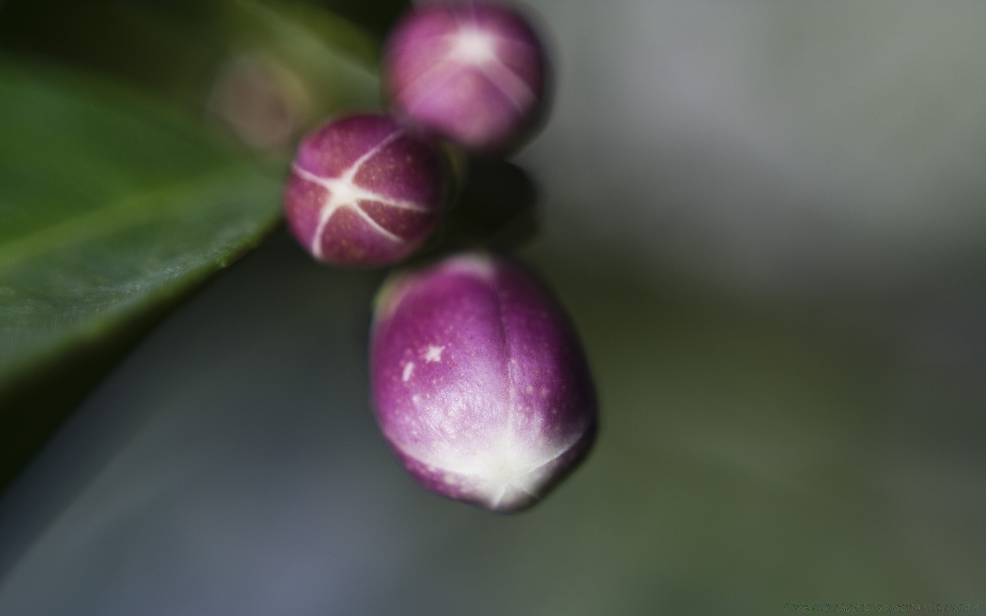 微距摄影 自然 叶 花 模糊 植物 花园