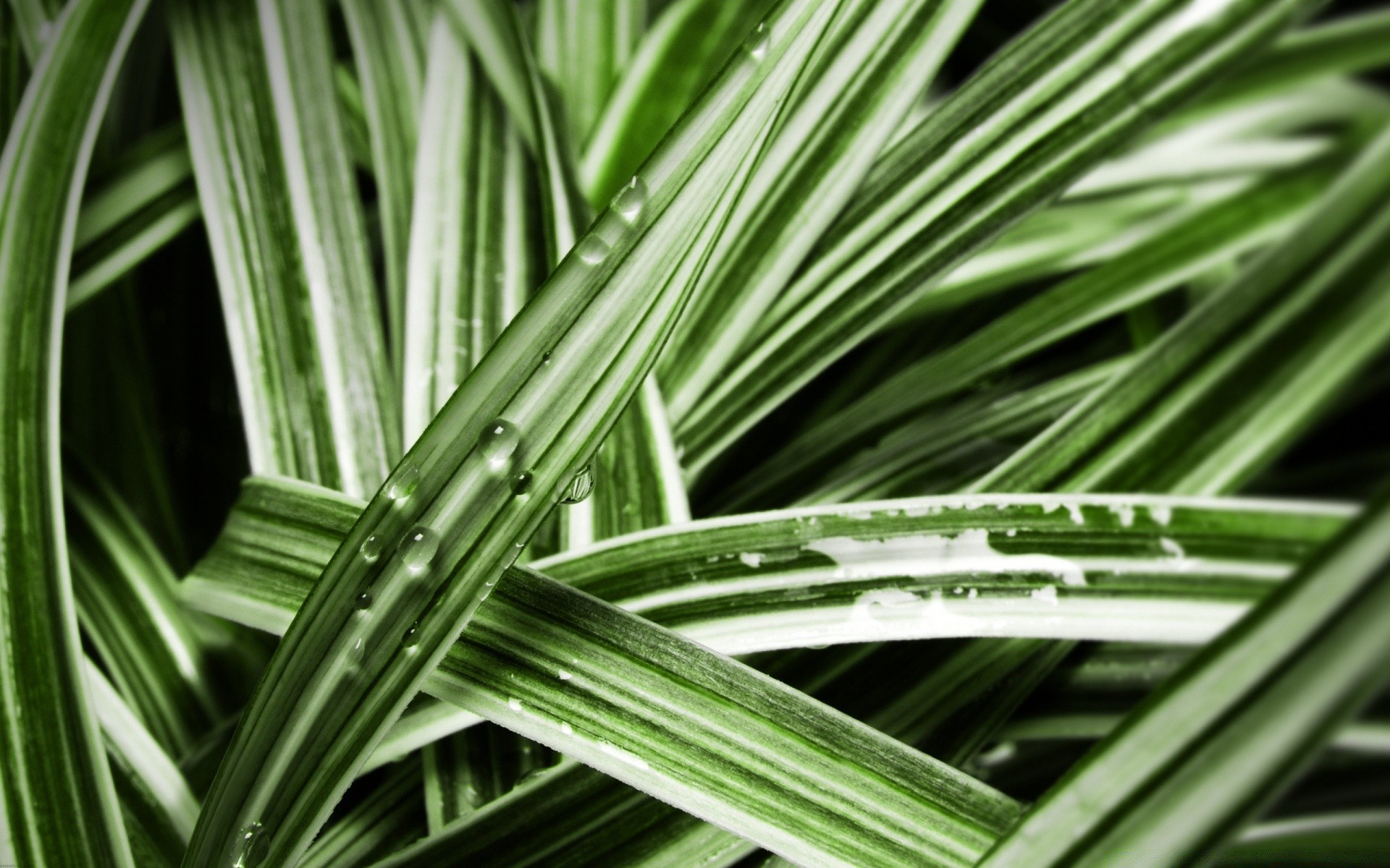 makro fotoğrafçılığı yaprak flora büyüme doğa bahçe yemyeşil yaz ortamlar çimen açık havada ekoloji