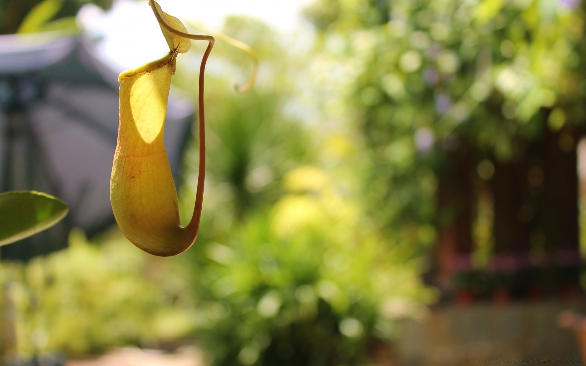 makroaufnahme natur garten blatt sommer blume flora farbe obst baum hängen im freien essen hell