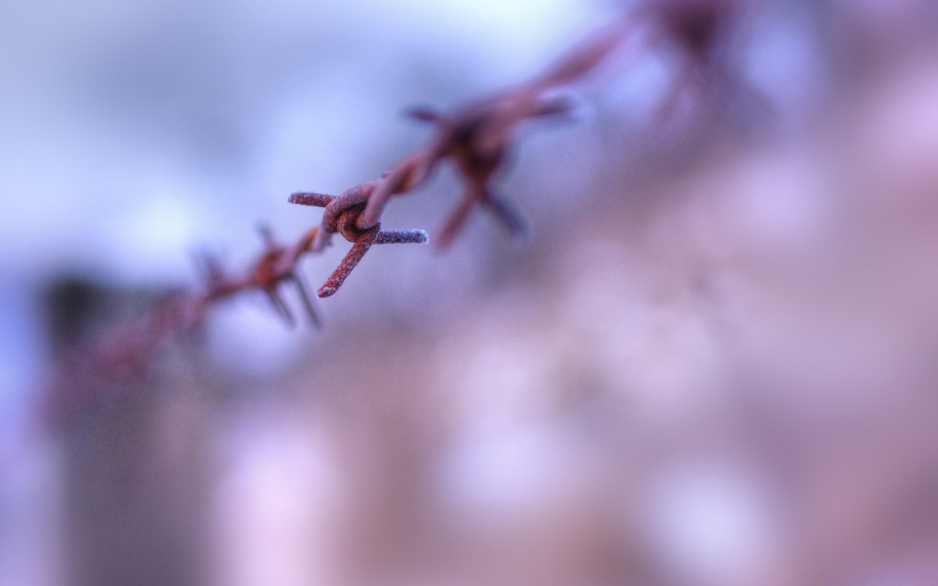 makro rozmycie dof natura na zewnątrz ostrość