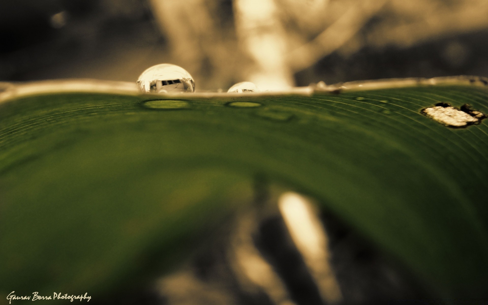 macro al aire libre desenfoque lluvia hierba luz del día naturaleza paisaje viajes crecimiento luz