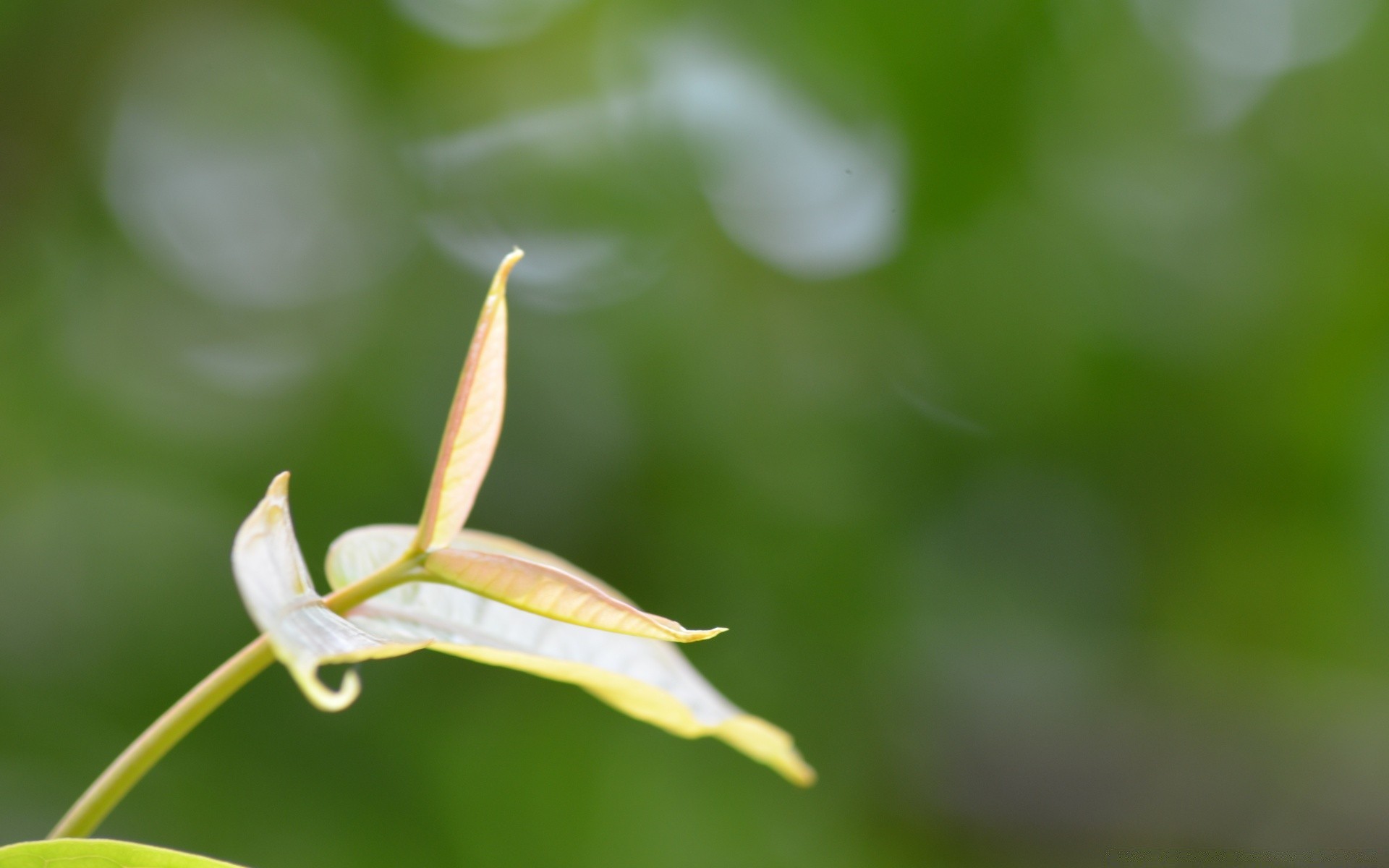 macro leaf nature flora blur outdoors flower growth summer garden