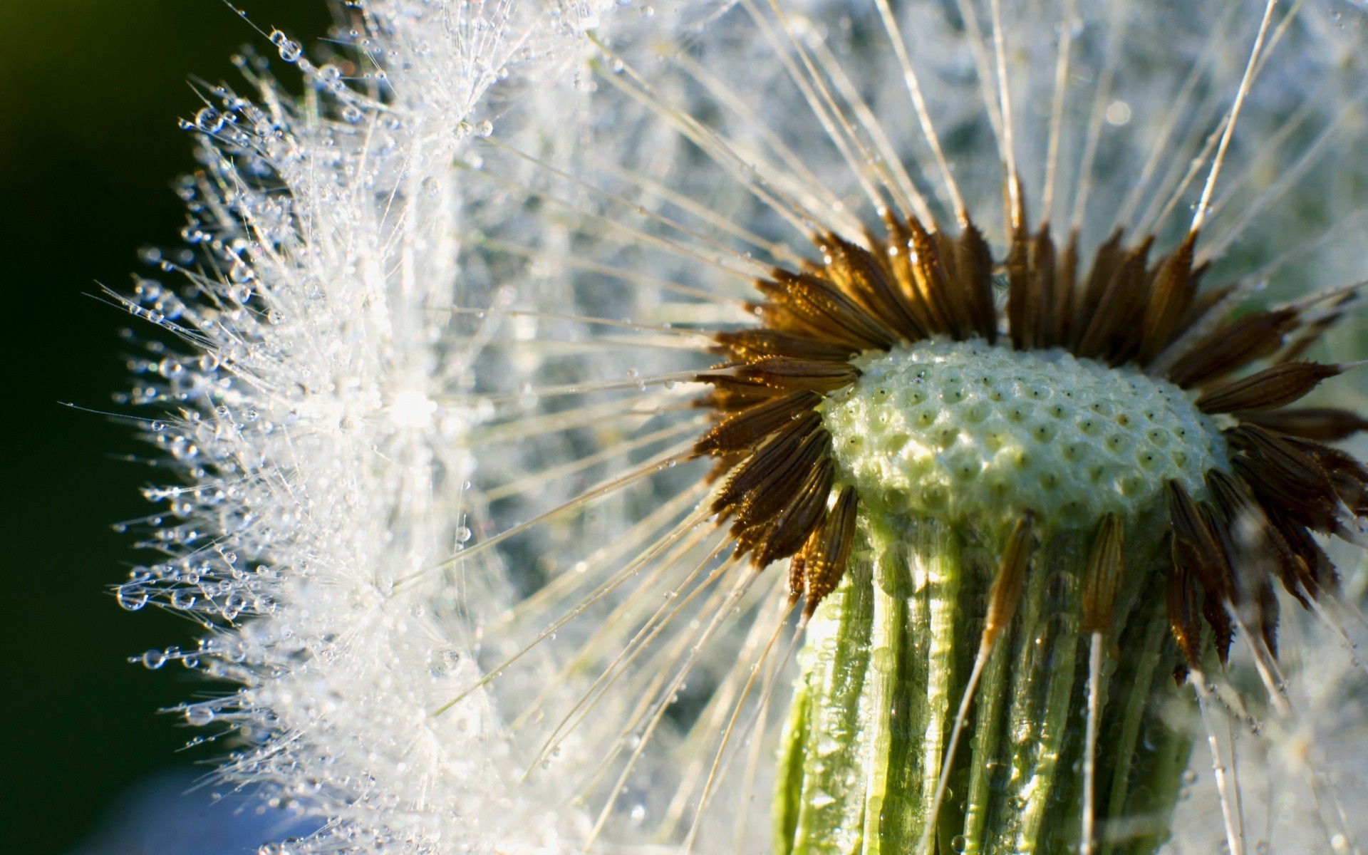 macro dente de leão natureza flora semente verão para baixo crescimento flor delicado brilhante afiado close-up erva ao ar livre grama jardim temporada golpe bela