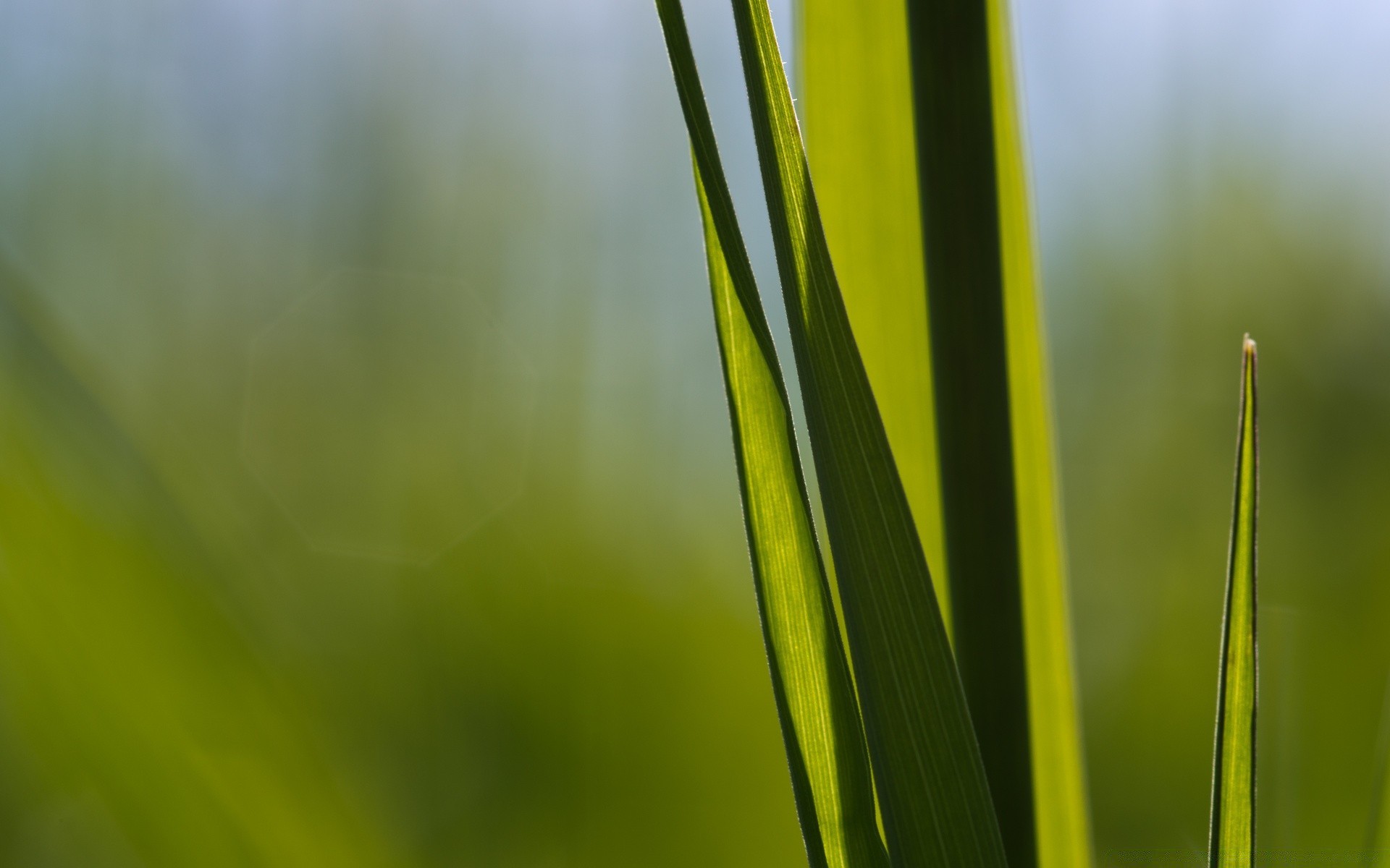 makro fotoğrafçılığı büyüme yaprak flora doğa bulanıklık çimen çiy bahçe yağmur düşme yaz şafak yemyeşil ekoloji