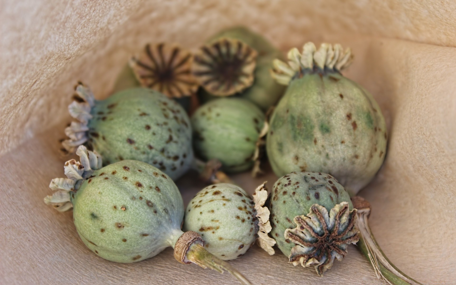 macro food grow desktop fruit