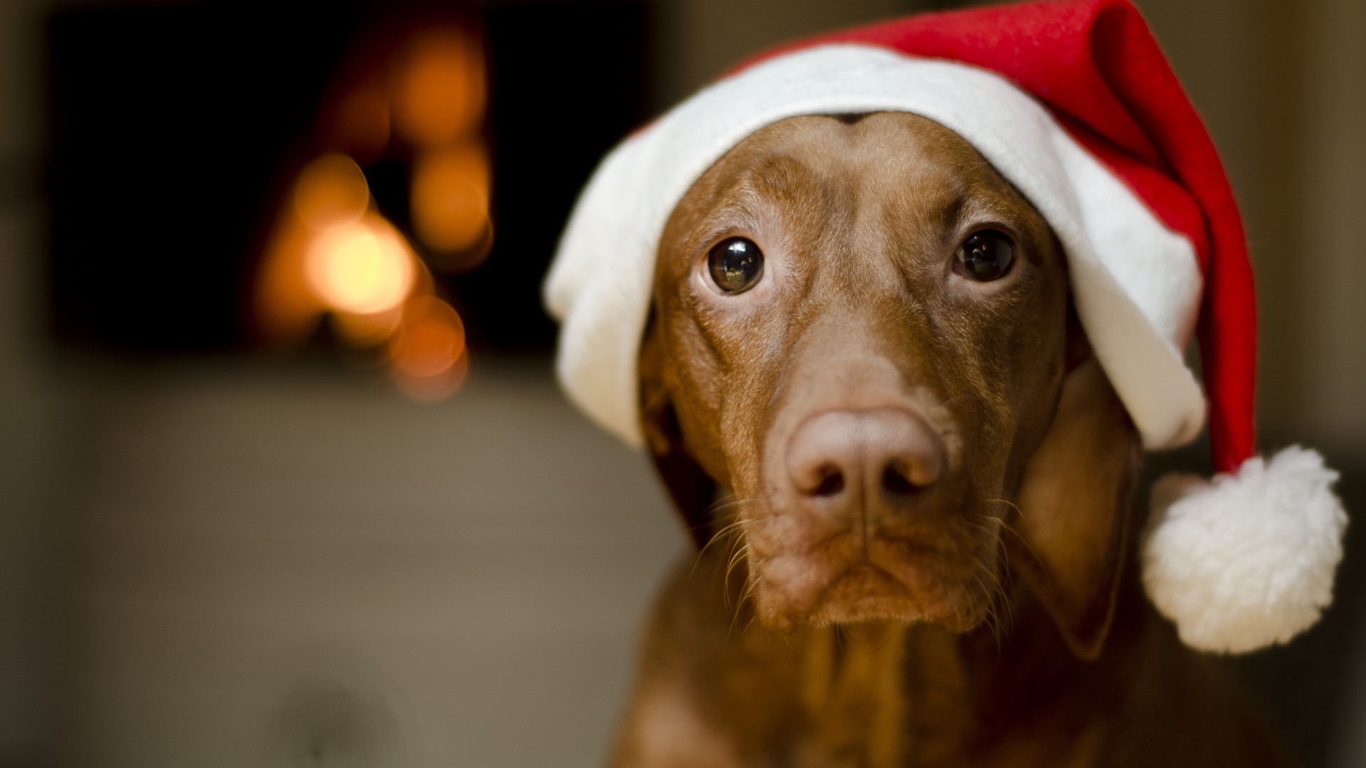 dogs dog mammal portrait canine pet cute puppy one christmas winter indoors