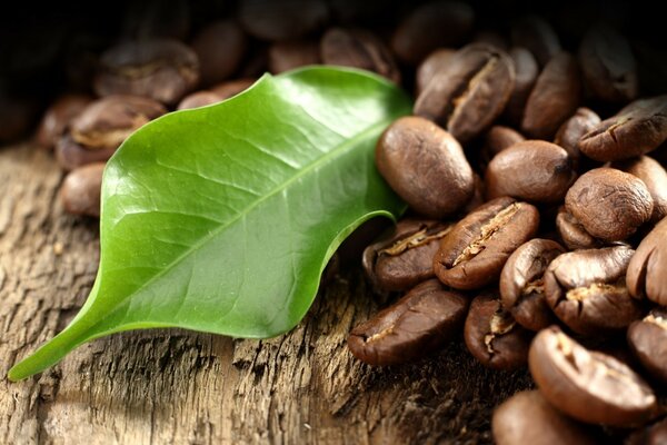 Coffee beans and coffee flavor