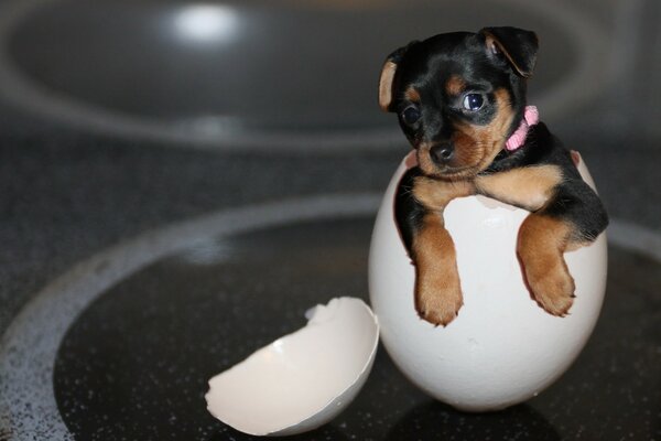 Petit chiot assis dans une coquille d oeuf