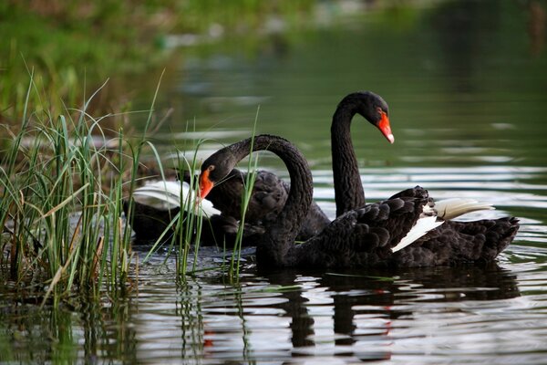 Cygnes noirs nagent dans l eau