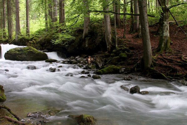 Graphics a stormy stream in a deep forest