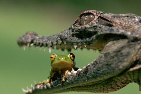 Verde leve na boca de um crocodilo