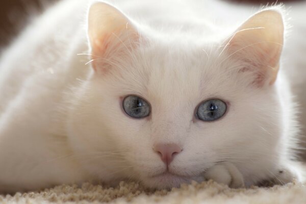 A big white cat with grey eyes