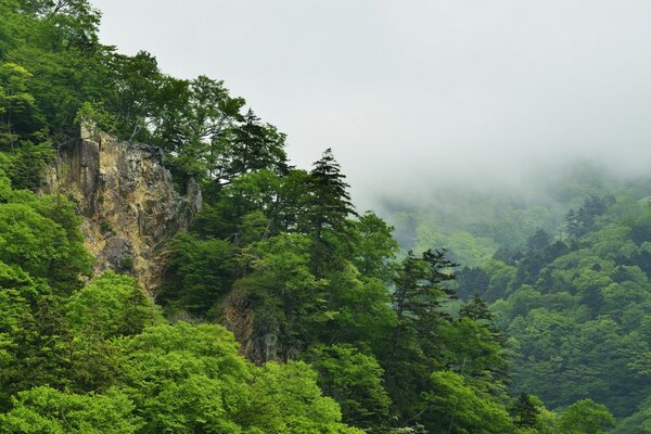 Hermosa niebla sobre el bosque