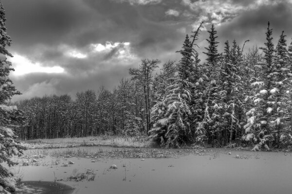 Schwarz-Weiß-Winterwald-Landschaft