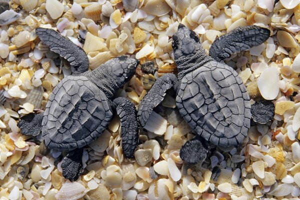 Two sea turtles on a seashell beach