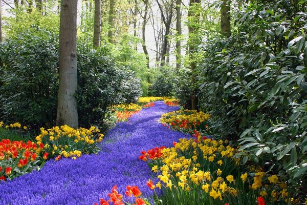 Camino púrpura de flores en el parque