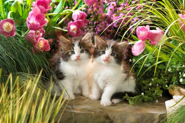 Chatons mignons dans l herbe avec des fleurs