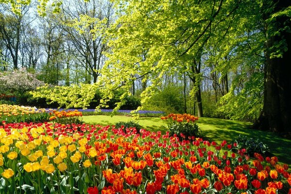 Tulipas vermelhas e amarelas em uma floresta verde