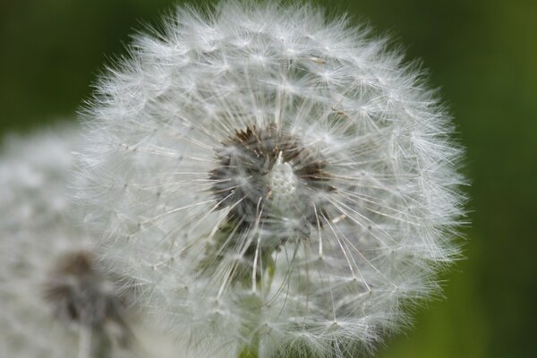 Fluffy dandelion on a summer day