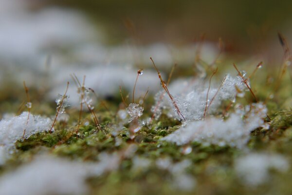 Die Kombination von Weiß und Grün in der Natur. Schnee auf Moos hautnah