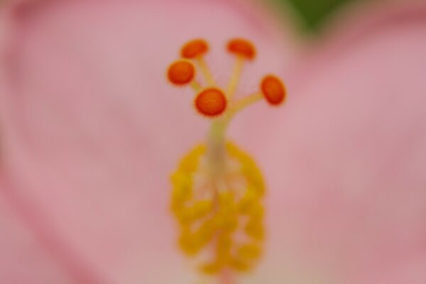 Macro photography and blurring. Pink flower