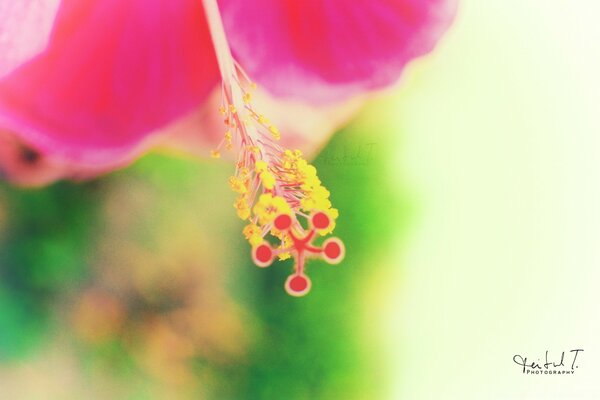 Fotografía macro de una flor en un día de verano