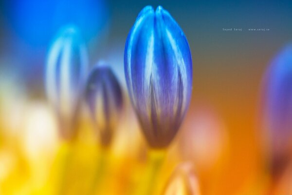 Flor azul en abstracción