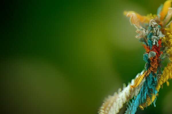 Photo of a multicolored flower on a branch