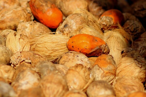 Macro photography of healthy food. Food