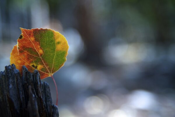 Ein Herbstblatt, das einfach liegt