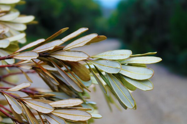 Feuilles d été en macro