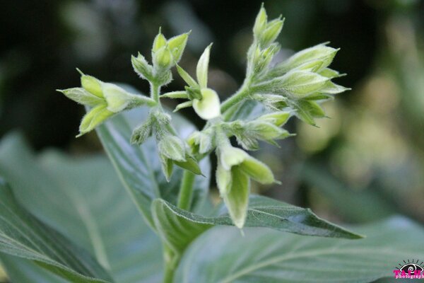 Flore en fleurs. Photo en macro