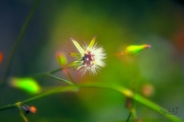 Dandelion close-up em um fundo desfocado