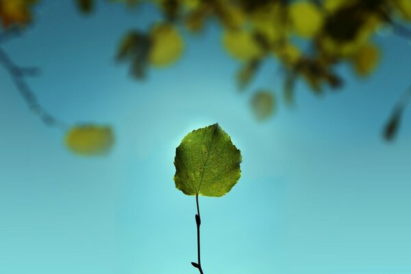 Makroaufnahme der Flora. Blatt und Baum