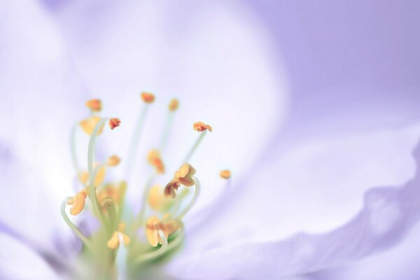 Fotografía macro borrosa. Naturaleza y flor