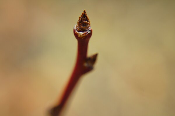 Macro desfocada da natureza e da folha