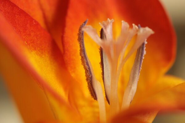 Unschärfe Orange Tulpe