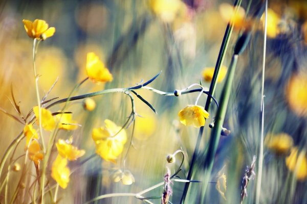Makro fotoğrafçılıkta sarı parlak çiçekler