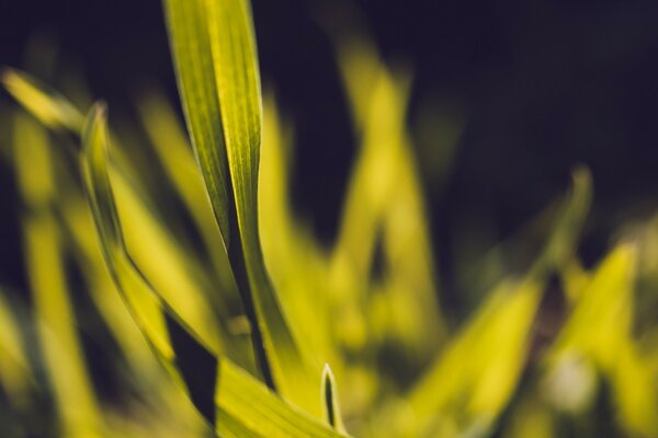 Microfotografía. Hierba verde. Naturaleza