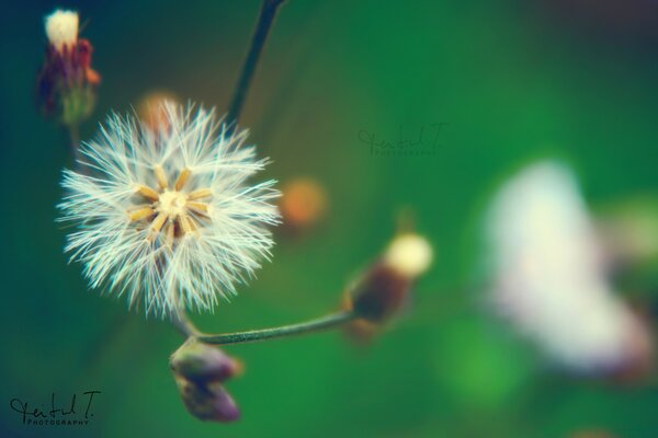 Coup de macro d un pissenlit sur fond vert flou